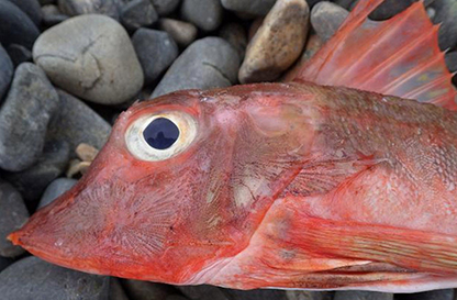 Chelidonichthys cuculus_03.jpg